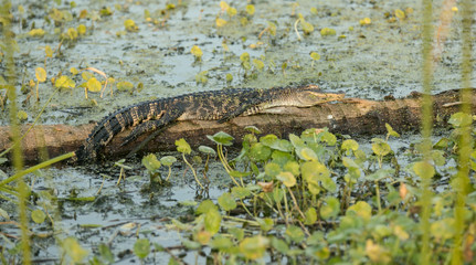juvenile alligator napping on a log in the everglades