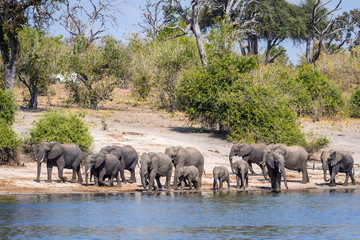 Large herd of elephants, including babies, walking along the bank of the Chobe River, with bushes and trees in the background, Botswana, Africa
