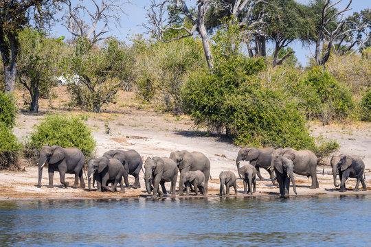 Fototapeta Large herd of elephants, including babies, walking along the bank of the Chobe River, with bushes and trees in the background, Botswana, Africa  