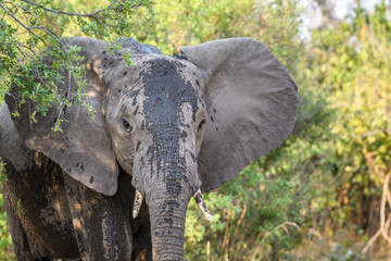 Inquisitive elephant fresh from a mud bath, green bushes in the background, Botswana, Africa
