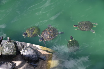 turtles in water