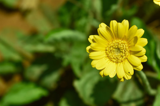 little yellow flower