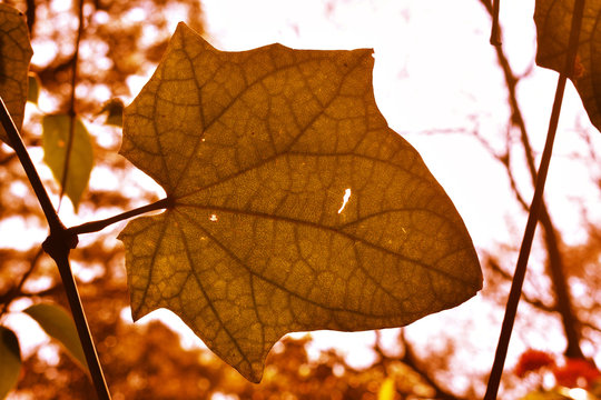 morning light leaves