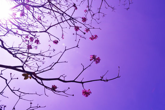 sky in pink