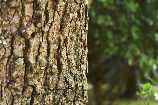 tree texture side