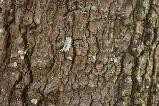 close tre etexture