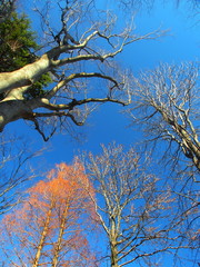 冬空と公園の木々