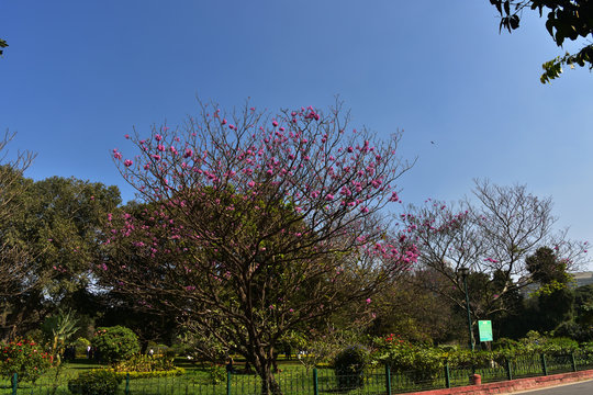 beautiful coloured tree