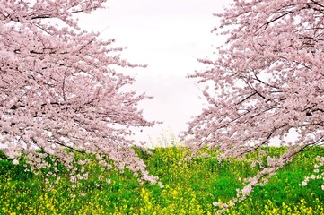Fototapeta premium 桜
