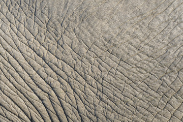 Close up of elephant skin as a graphic background, sun light highlighting the wrinkles, Botswana, Africa
