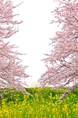 Fototapeta premium 2本の桜