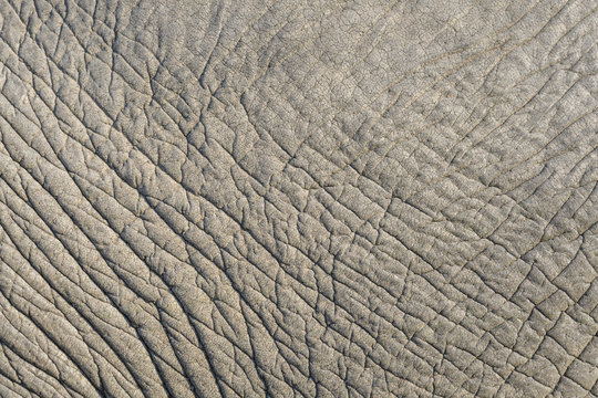 Close Up Of Elephant Skin As A Graphic Background, Sun Light Highlighting The Wrinkles, Botswana, Africa
