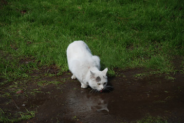 A homeless white cat drinks water from a puddle against a background of green grass. Thirst, watering the lawn.