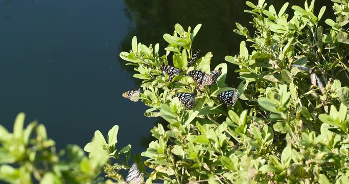 Butterfly and water pond