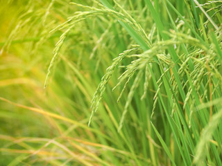 Fototapeta na wymiar New paddy rice (Golden rice) growing in rice fields. Close up of green paddy rice. Thailand