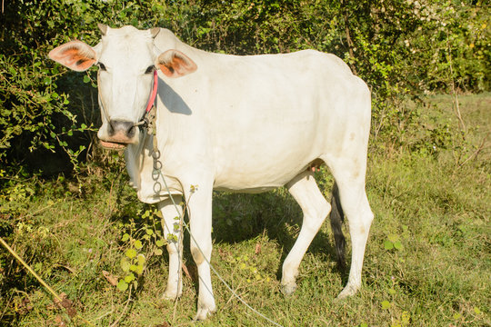 closeup photo of white cow