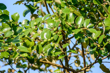 photo of green plums and leaf