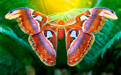 Beautiful big butterfly, Giant Atlas Moth, Attacus atlas, insect in green nature habitat, Asia