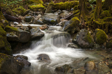 Fototapeta na wymiar Smooth Water Flowing Through a Rainforest Environment. Wells Creek, in the Mt. Baker National Forest, flows down to meet the Nooksack River through a mossy green forest in Washington state.