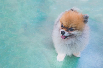 Happy dog on green mortar