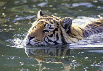 Fototapeta premium bengal tiger swimming in river.