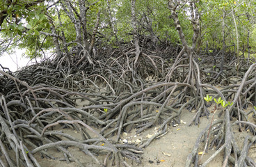 Fototapeta na wymiar mangrove trees and roots at somerset beach near the tip of Cape York peninsula Queensland, Australia.