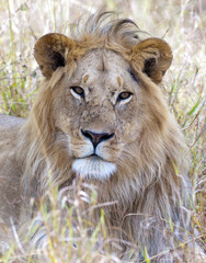 africa, kenya,  Masai Mara reserve, male lion