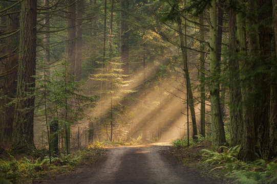 Fototapeta Sunlight Shining Through a Forest on a Foggy Morning. Light rays streaming through the fog illuminates the fir and cedar trees on a country dirt road.