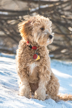 Mini goldendoodle puppy sitting in the snow