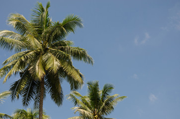 Obraz na płótnie Canvas Coconut Tree In Sunlight.