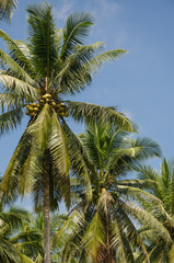 Fototapeta na wymiar Coconut Tree In Sunlight.