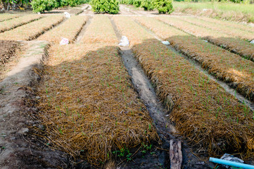 Green Onions Planted In The Field,Layout in a thriving vegetable garden,spring green onions  background.