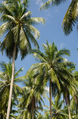 Fototapeta premium Coconut Tree In Sunlight.