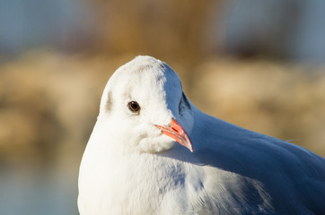 ユリカモメ