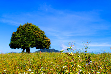 Obraz premium Landscape of beautiful blue skyand tree. Silhouette of hills .