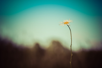 Daisy with Blurred Background