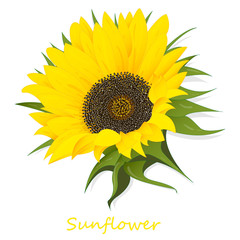 Sunflower isolated on white background illustration