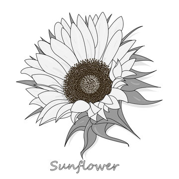 Sunflower isolated on white background illustration