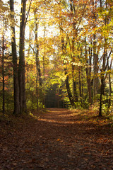 Fototapeta premium Autumn nature