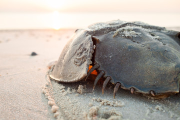Horseshoe crab crawling back to the ocean © Nick