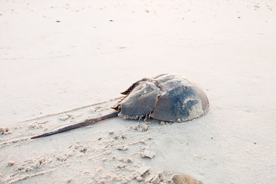 Horseshoe crab crawling back to the ocean