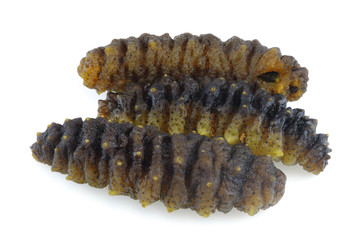 Fresh sea cucumber isolated on white background