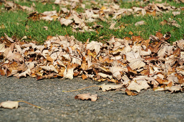 Close up on dry fallen leaves in autumn