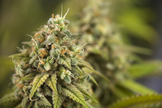 cannabis cola (Thousand Oaks marijuana strain) on late flowering stage