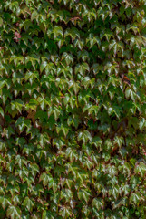 ivy texture for 3D