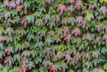 ivy texture for 3D