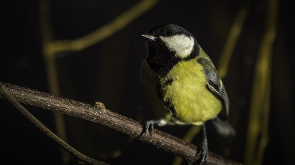 Mésange de Chartreuse - Grésivaudan - Isère.