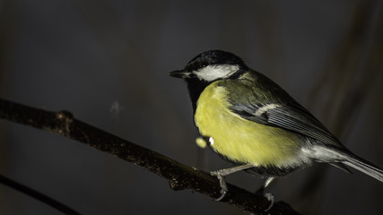 Mésange de Chartreuse - Grésivaudan - Isère.