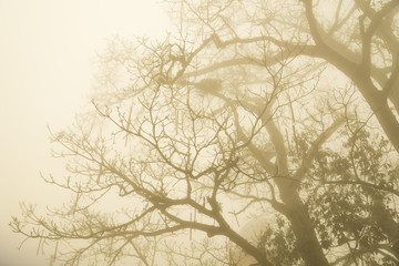 Trees in the Mist.