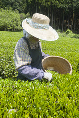 茶摘み